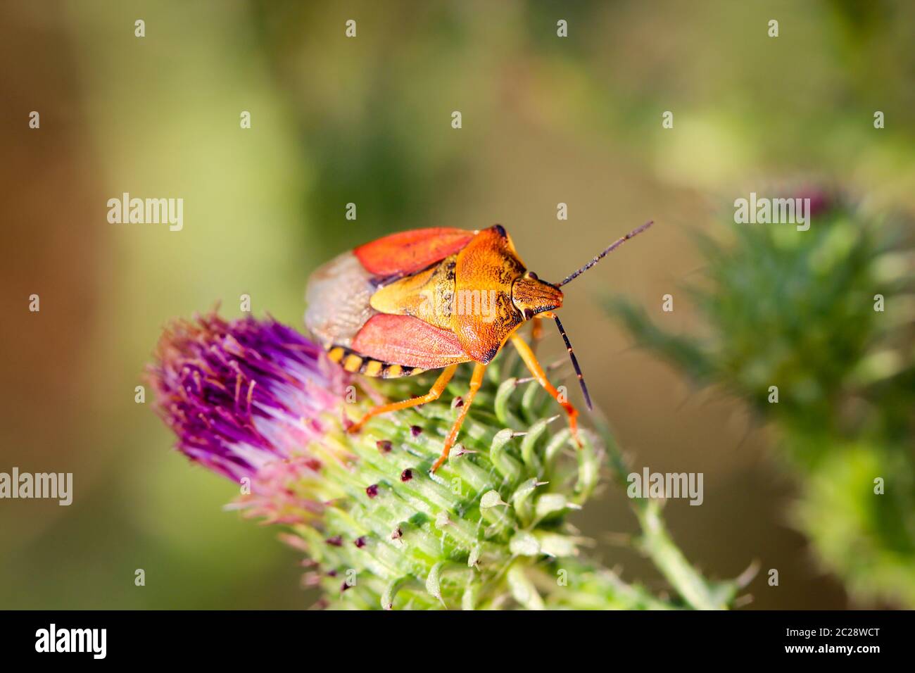 Close-up of a bug sur une plante Banque D'Images