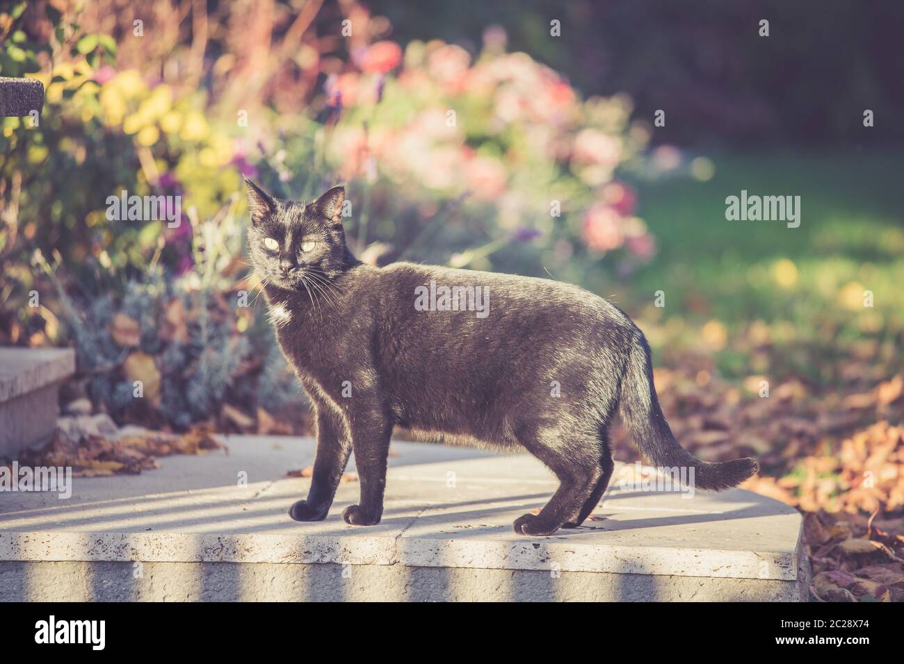 Chat noir effrayé dans le jardin Banque D'Images