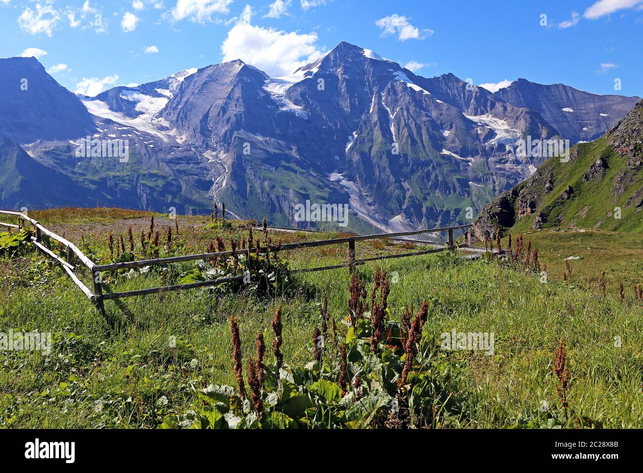 Amprum alpin Rumex alpinus dans le Hohe Tauern Banque D'Images