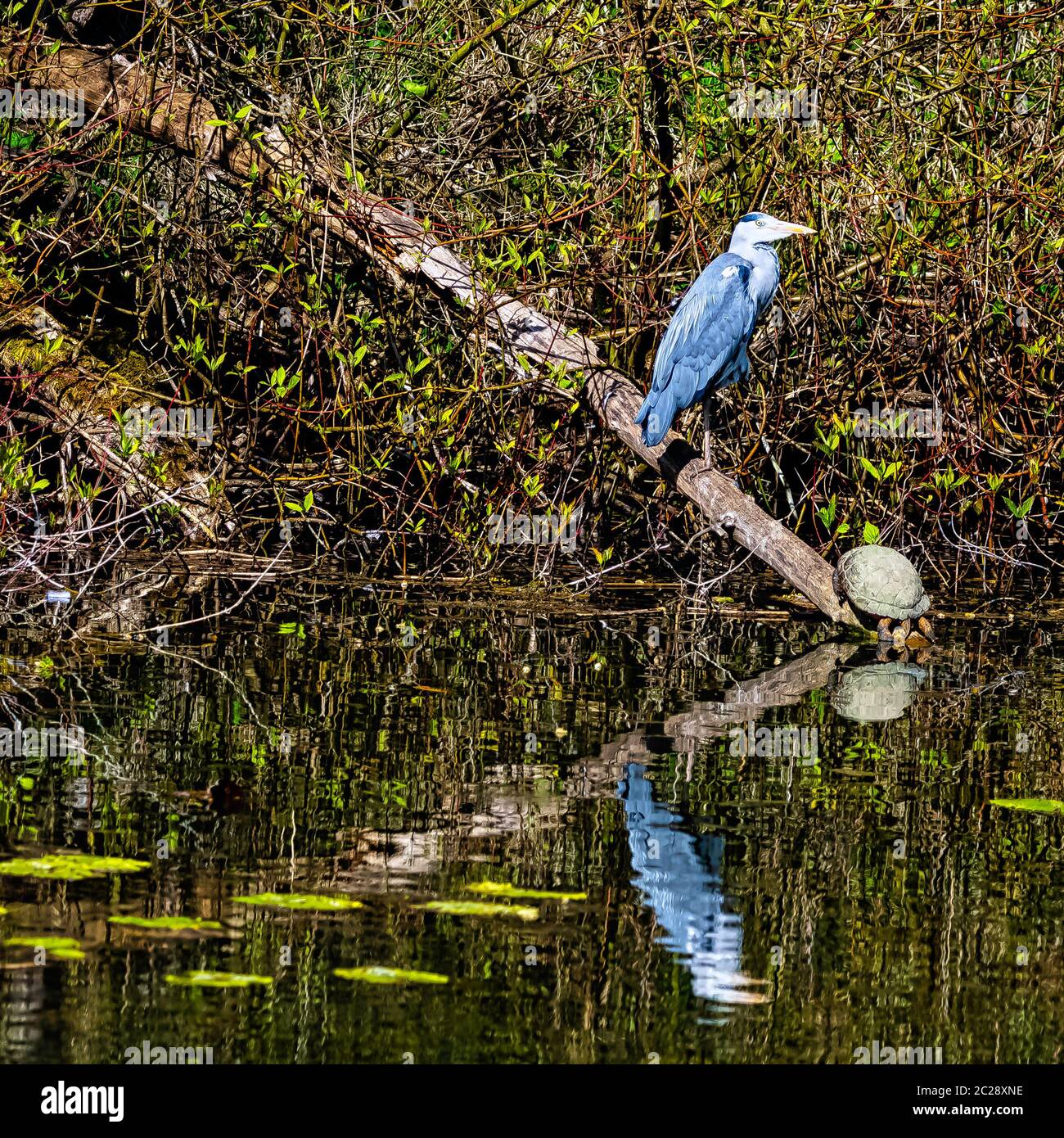 Héron gris sauvage (Ardea cinerea) et tortue d'étang européenne (Emys orbicularis, terrapin d'étang européen ou tortue) dans le parc britannique Banque D'Images