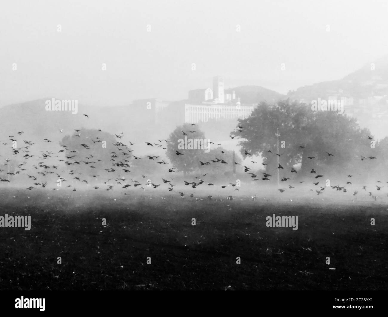 Vue surréaliste de l'église d'Assise et de Saint François (Ombrie, Italie) au milieu du brouillard avec un troupeau d'oiseaux sur un champ cultivé Banque D'Images