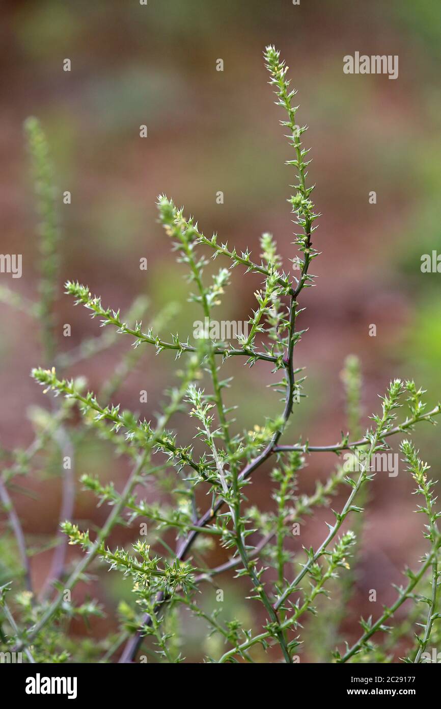 Salther ruthène ou hongrois Salsola kali subsp tragus ou Kali tragus Banque D'Images