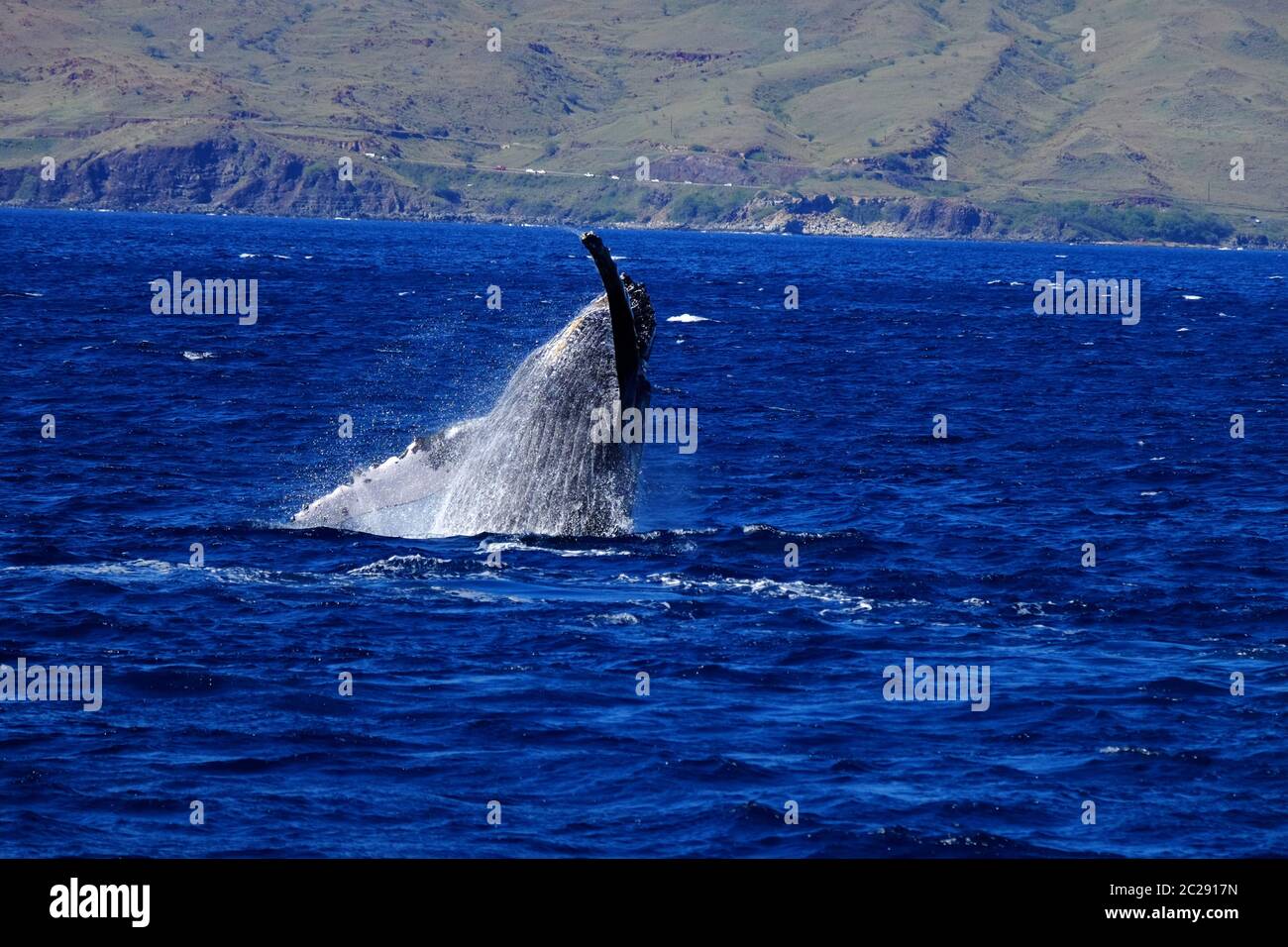Observation des baleines Banque D'Images