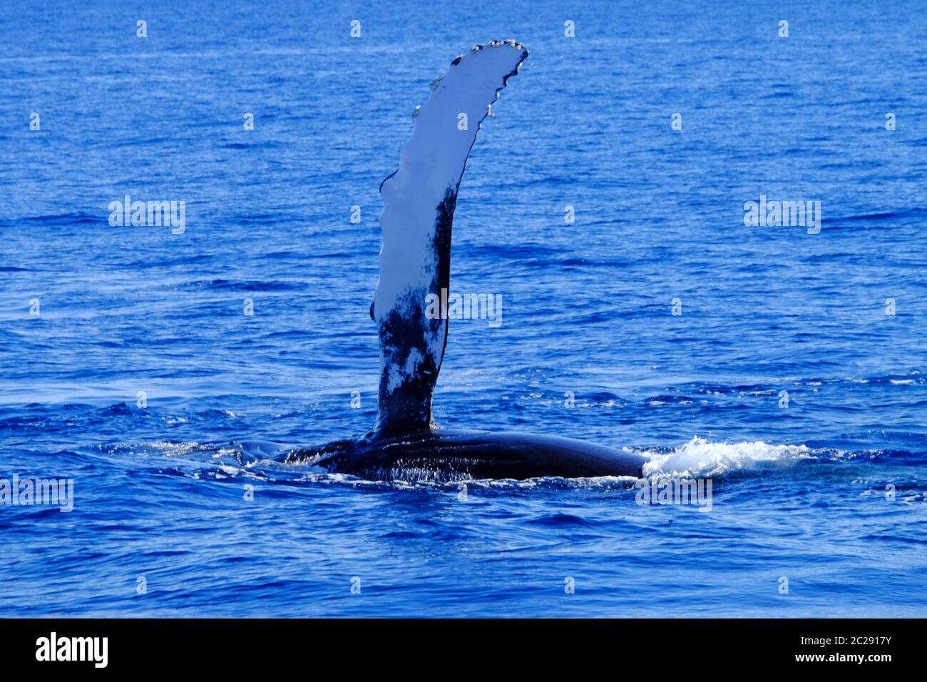 Observation des baleines Banque D'Images