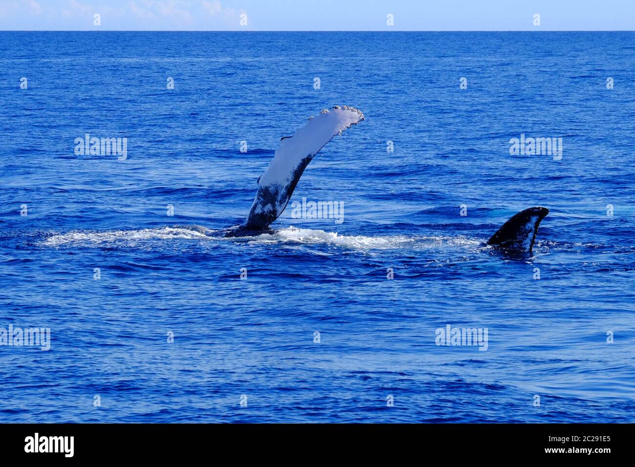 Observation des baleines Banque D'Images
