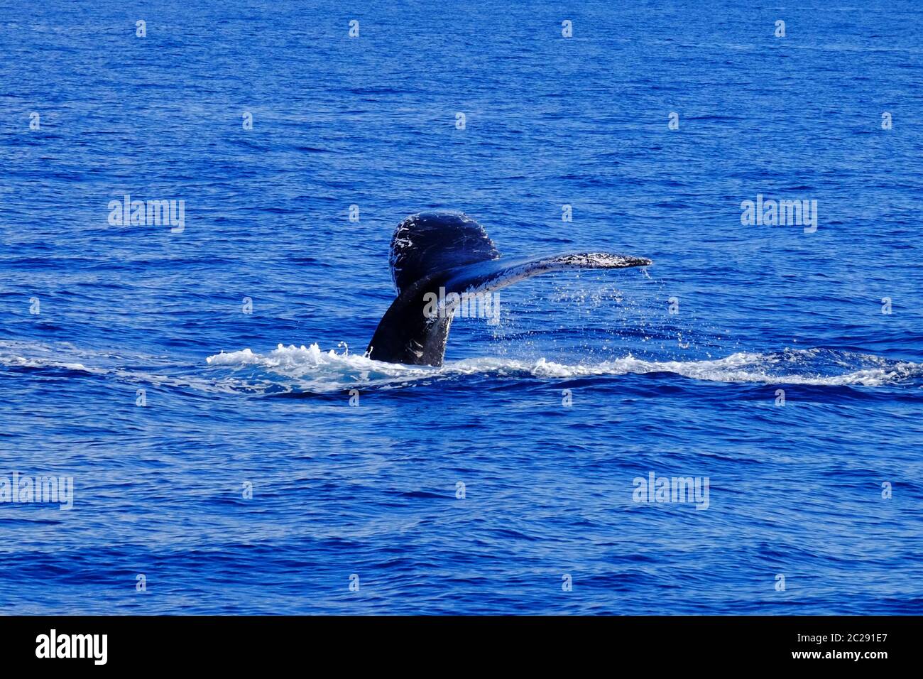 Observation des baleines Banque D'Images