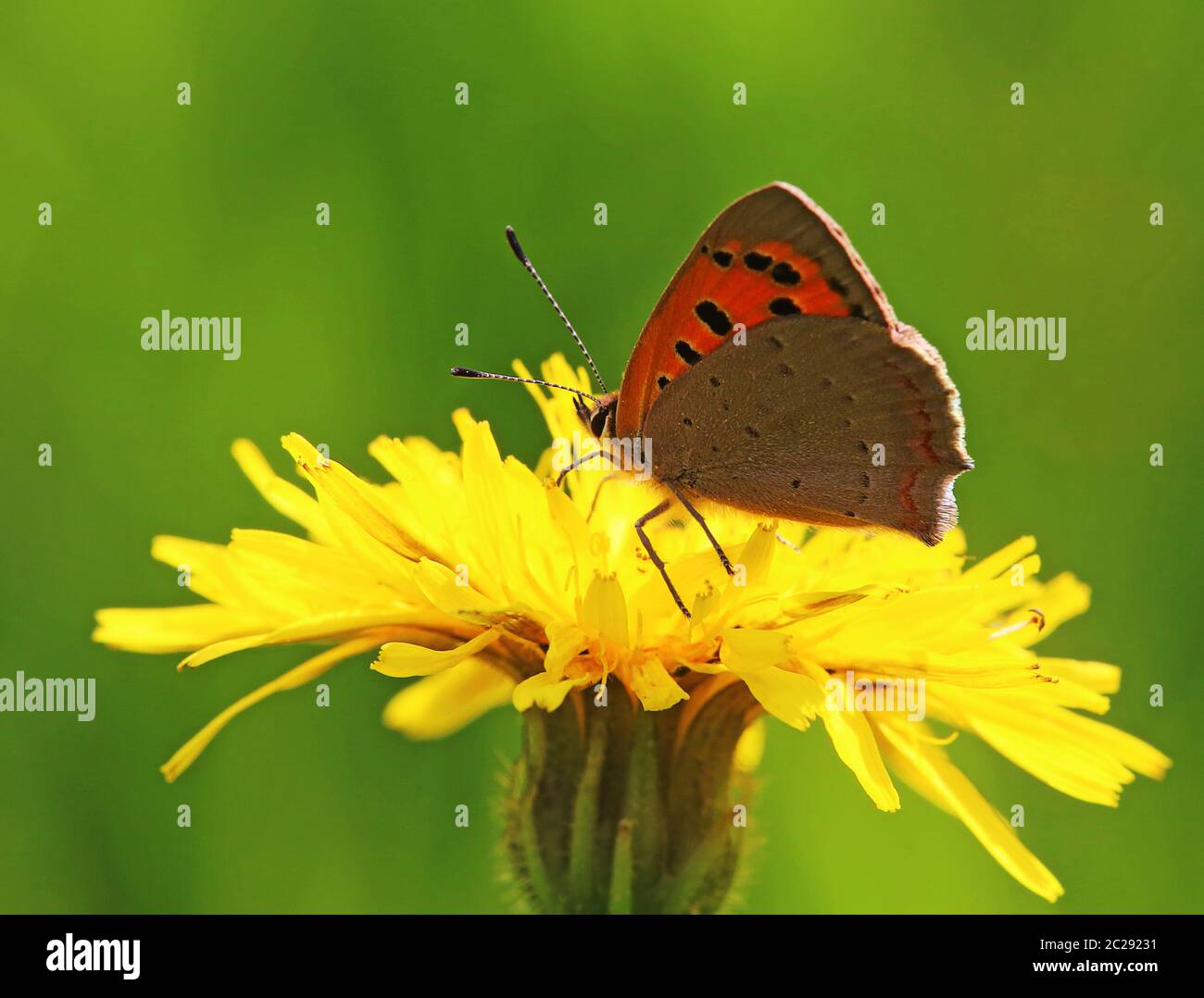 Macro image petit papillon Lycaena phlaeas sur pissenlit Leontodon Banque D'Images