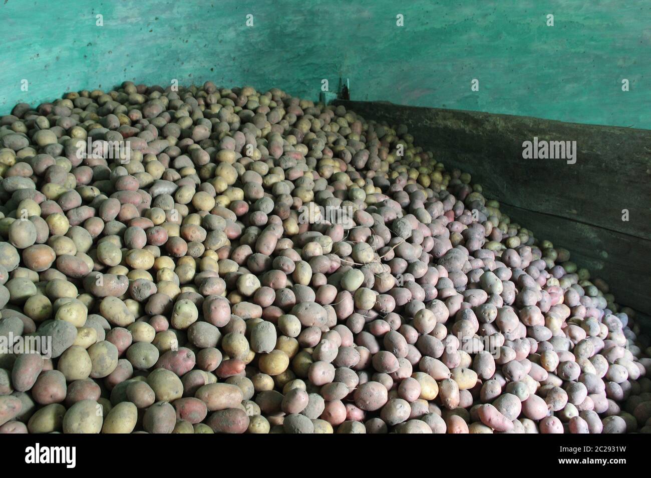 Tas de pommes de terre stockées en cave. La récolte de pommes de terre se trouve dans la cave. Les produits agricoles. Banque D'Images