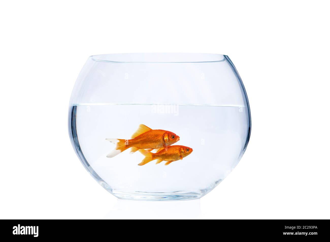 Deux poissons rouges nageant dans un bol de poisson isolé sur un fond blanc Banque D'Images