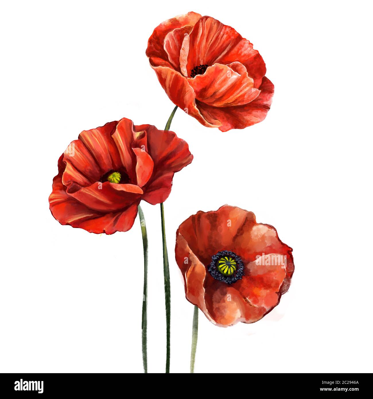 fleur de pavot rouge, illustration d'art peinte avec aquarelles isolées sur fond blanc. Banque D'Images