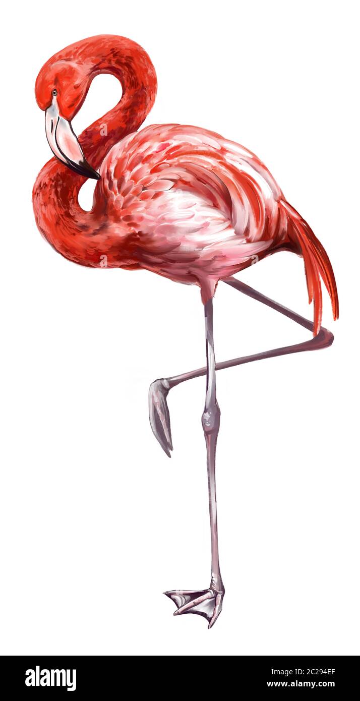 Flamingo est un bel oiseau, illustration d'art peinte avec des aquarelles isolées sur fond blanc. Banque D'Images