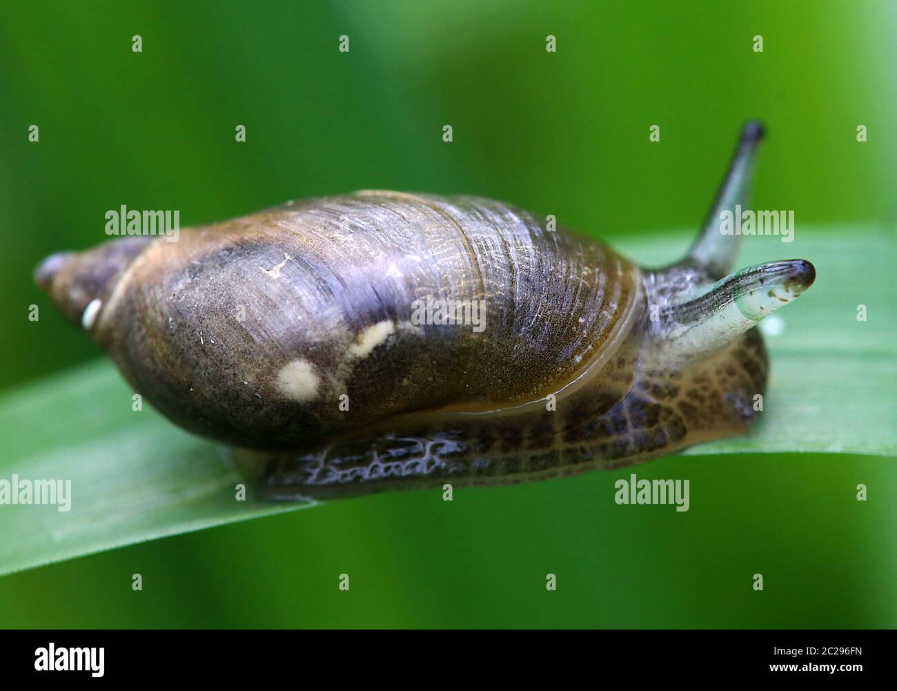 Ver d'aspiration parasite Leucochloridium paradoxum dans l'escargot Amber Succinea putris Banque D'Images