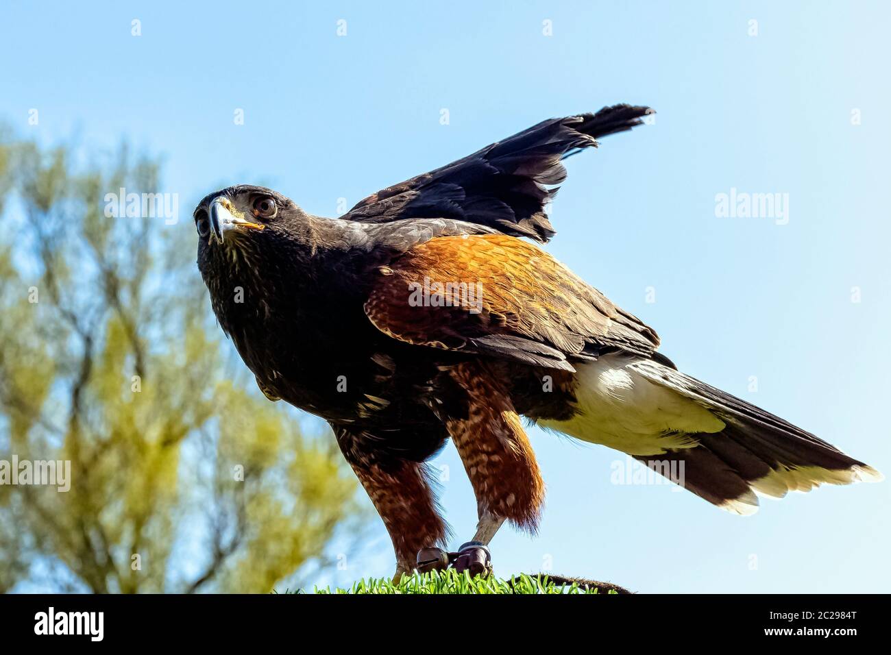Le faucon de Harris (Parabuteo unicinctus), autrefois connu sous le nom de faucon à ailes de baie ou de luche Banque D'Images