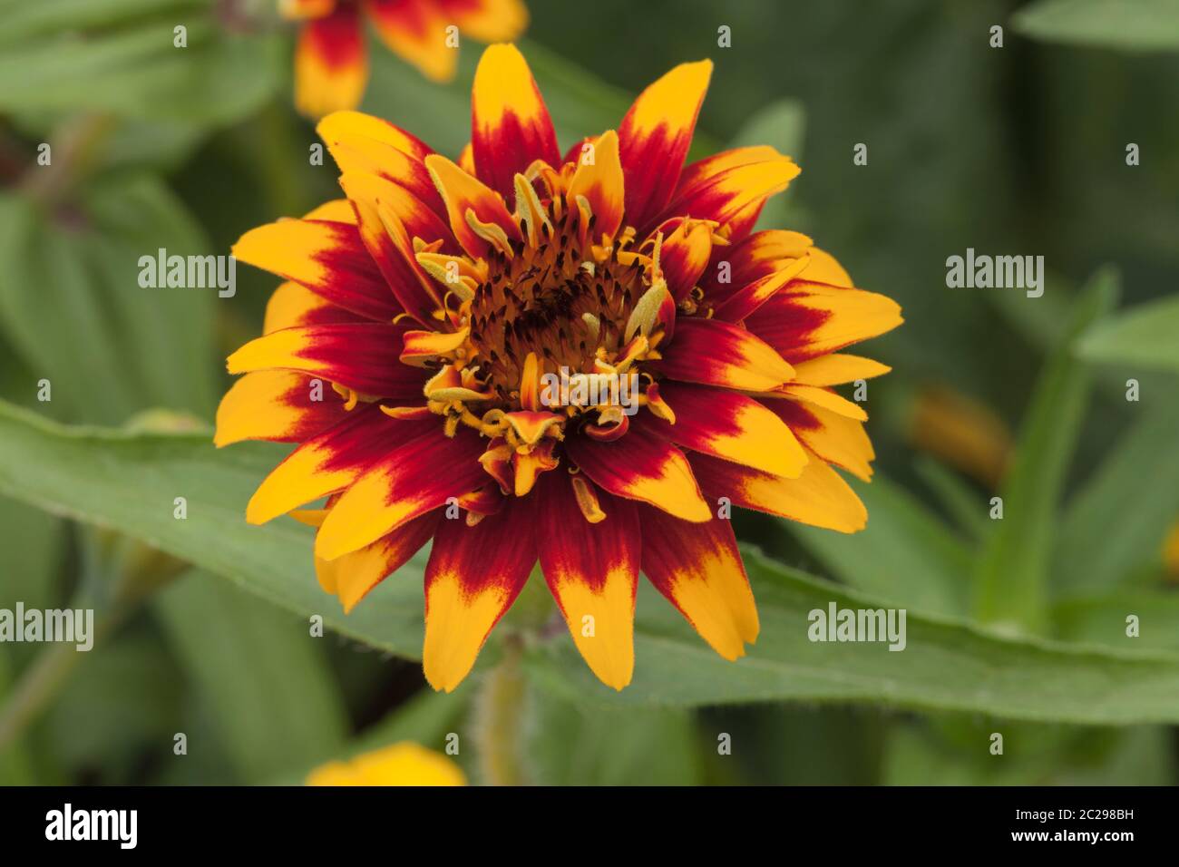 Zinnia haageana « Vieux-Mexique » Banque D'Images