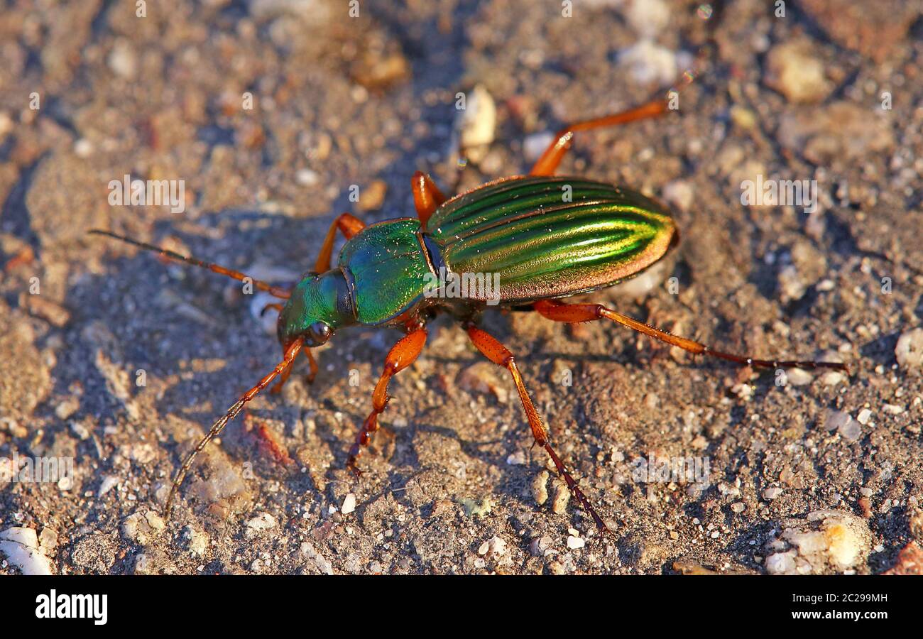 Magnifique coléoptère or ou orfèvre Carabus auratus Banque D'Images