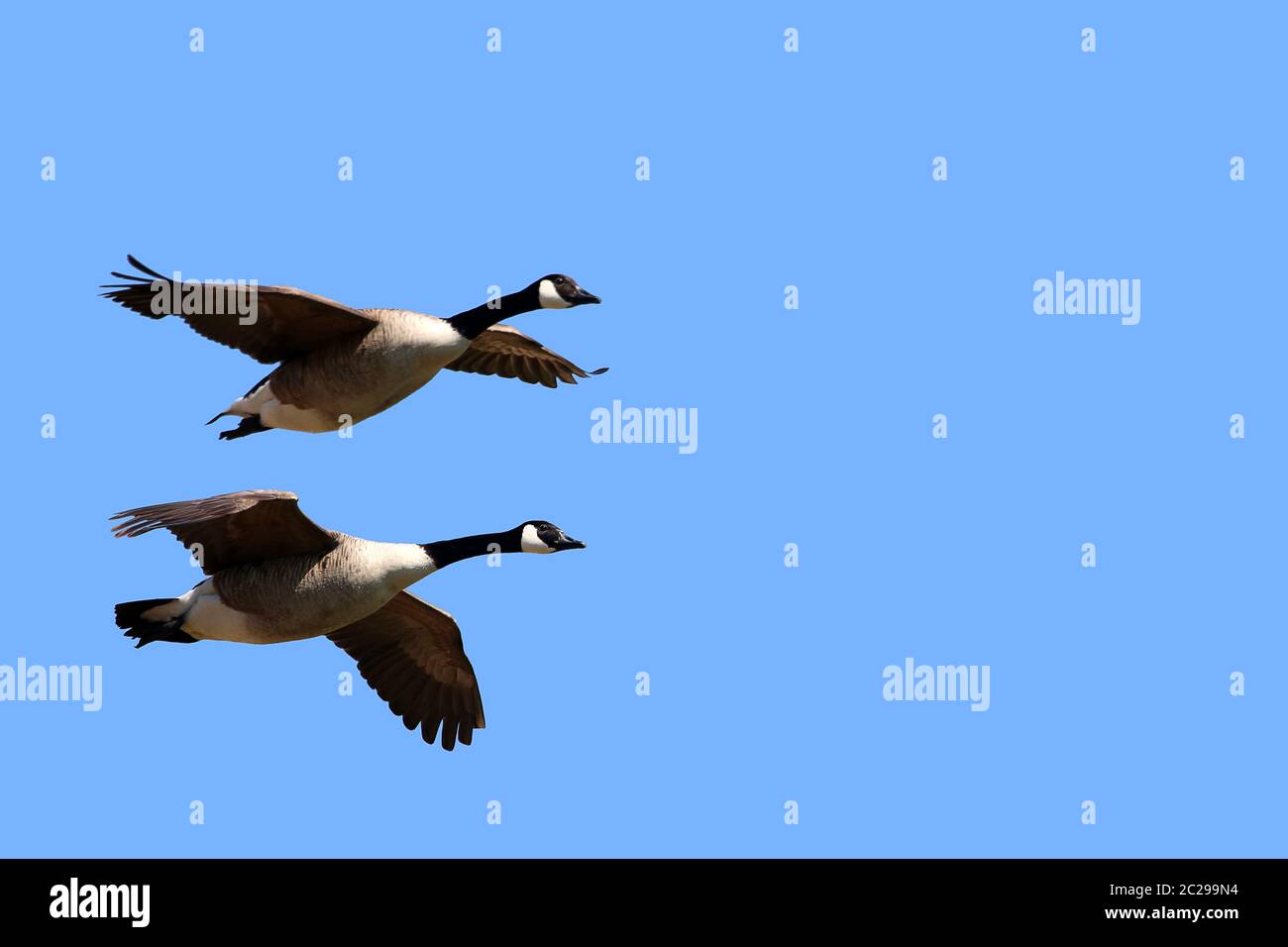 Deux danses en canoë Branta canadensis dans la réserve naturelle de Wagbachniden Banque D'Images Deux danses en canoë Branta canadensis dans la réserve naturelle de Wagbachniden Banque D'Images