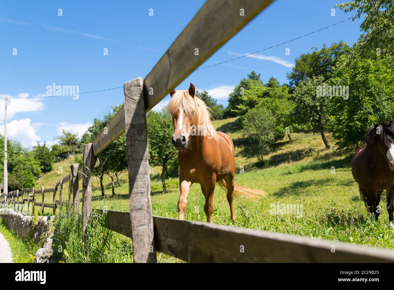 Curieux, beaux chevaux bruns dans un enclos Banque D'Images