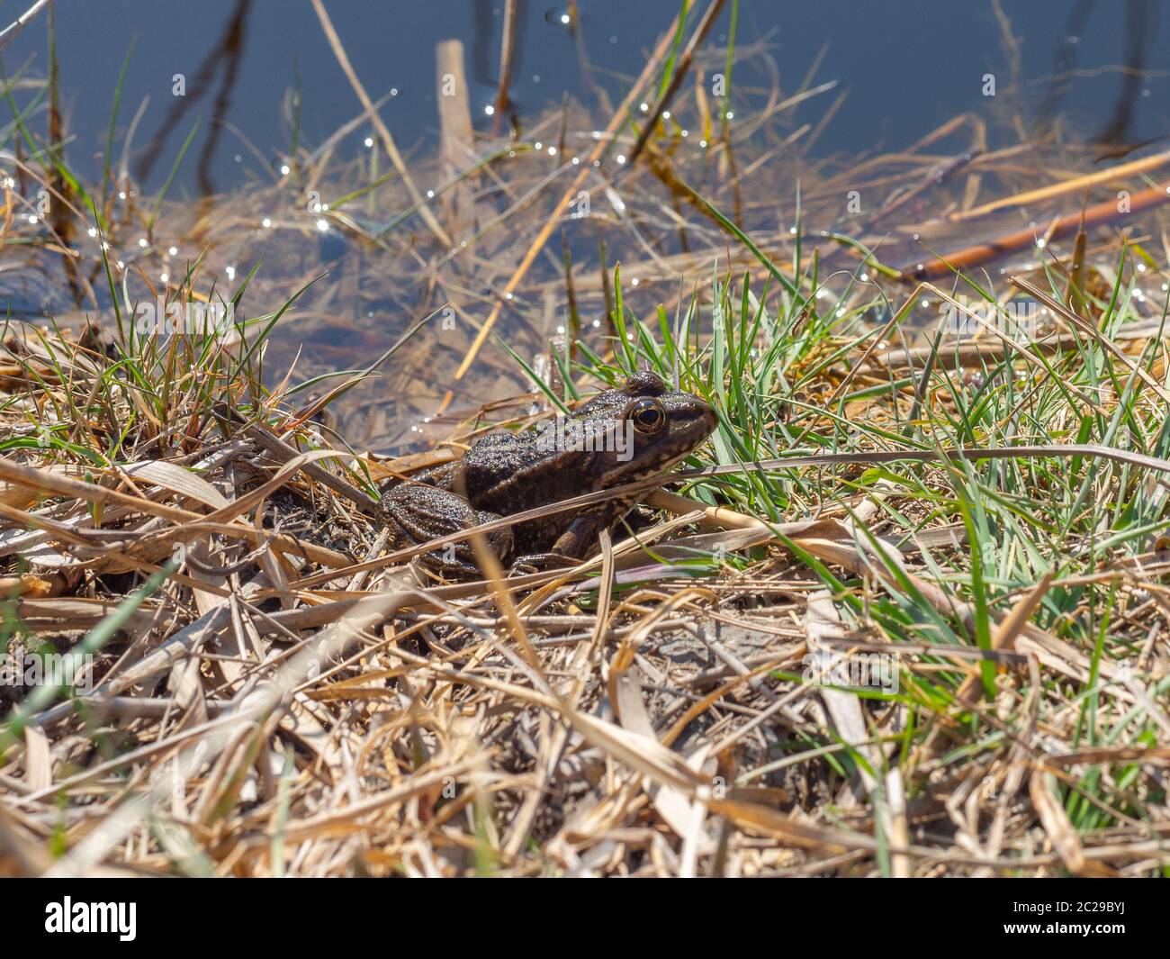 Grenouille commune dans l'herbe sur le bord d'un plan d'eau Banque D'Images