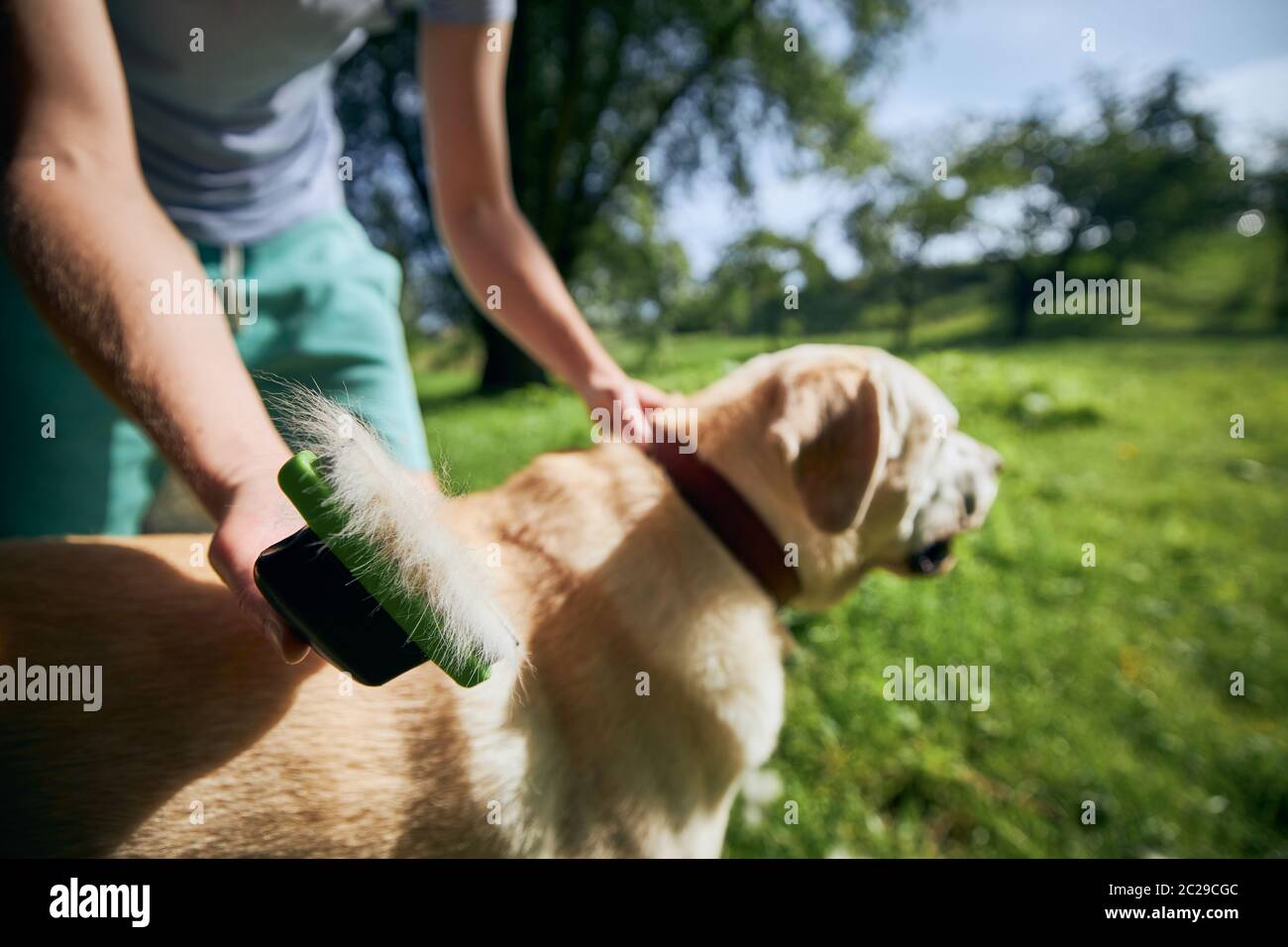 Soins de routine pour chiens. Le propriétaire d'un animal de compagnie se brosse la fourrure de son labrador Retriever. Banque D'Images