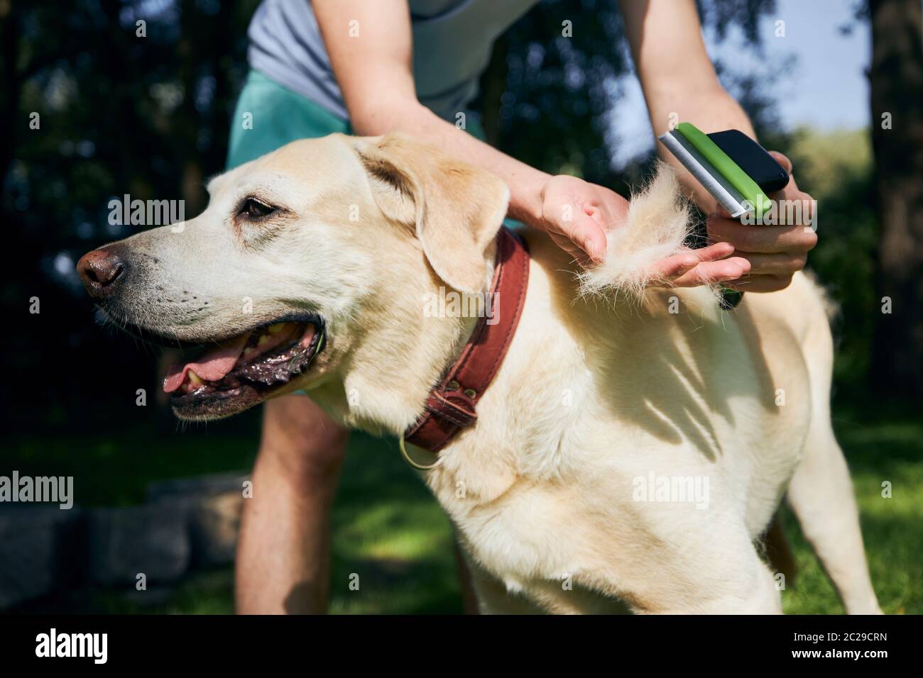 Soins de routine pour chiens. Le propriétaire d'un animal de compagnie se brosse la fourrure de son labrador Retriever. Banque D'Images