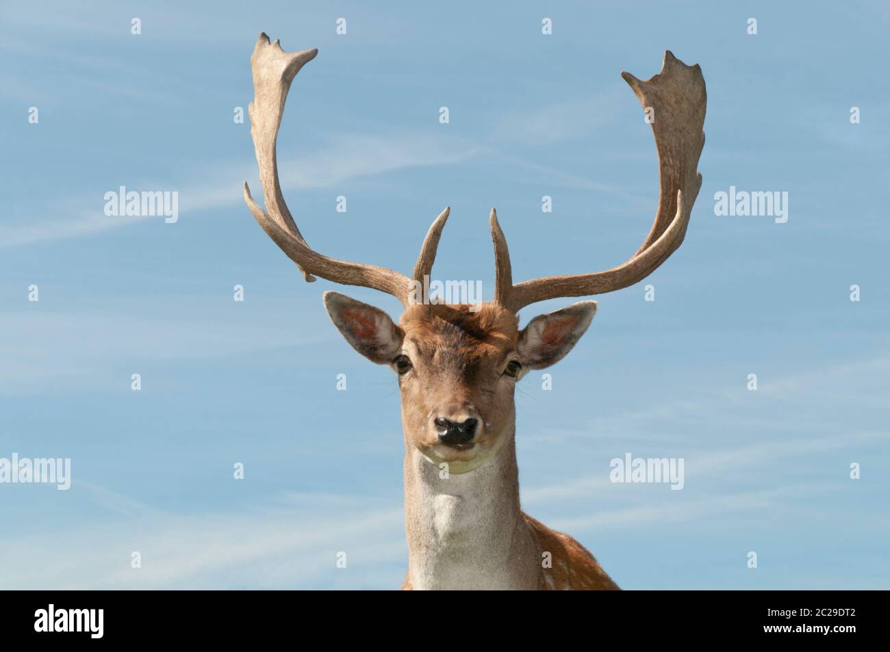 Jachère dans un troupeau sur la prairie Banque D'Images