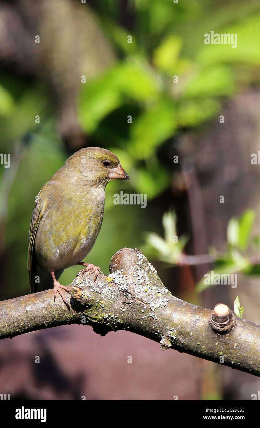 Green finch Carduelis chloris en avril sur pommier Banque D'Images
