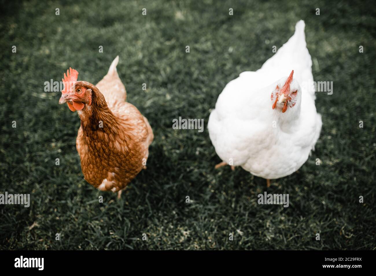 poule brune isa située à côté du poulet blanc sur l'herbe Banque D'Images
