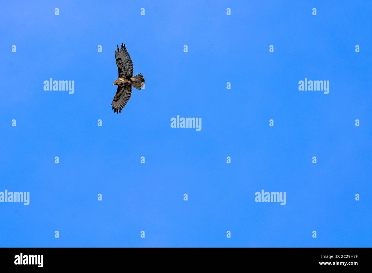 Aigle royal (Aquila chrysaetos) sur le ciel bleu à Choczewo, Pomerania, Pologne Banque D'Images