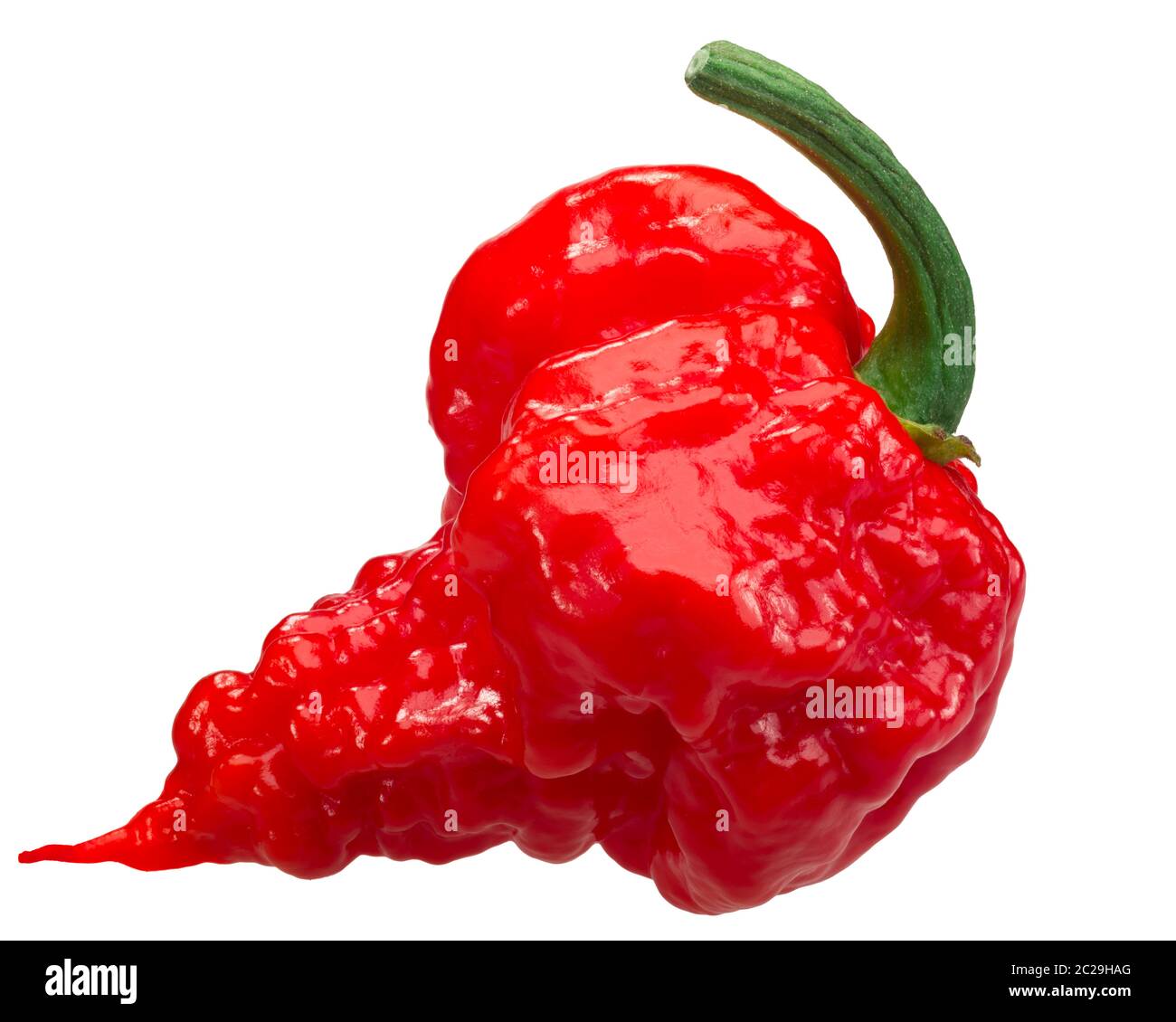 Carolina Reaper, les plus chauds de piment (Capsicum chinense x C. frutescens), entier venu pod, isolé Banque D'Images