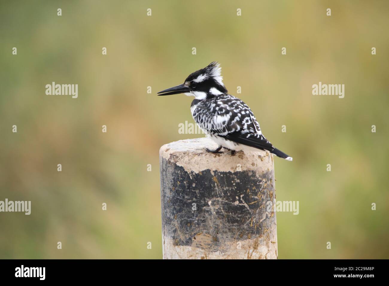 Pied kingfisher est assis sur un pieu Banque D'Images