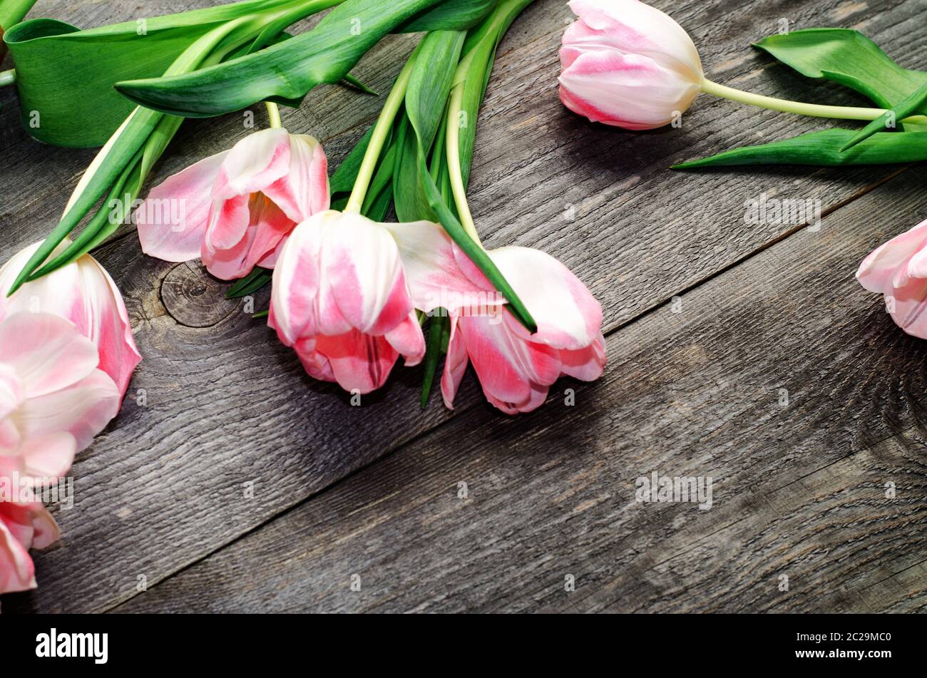 Bouquet de tulipes roses sur fond de vieux panneaux en bois avec un endroit pour l'inscription, tonifié Banque D'Images