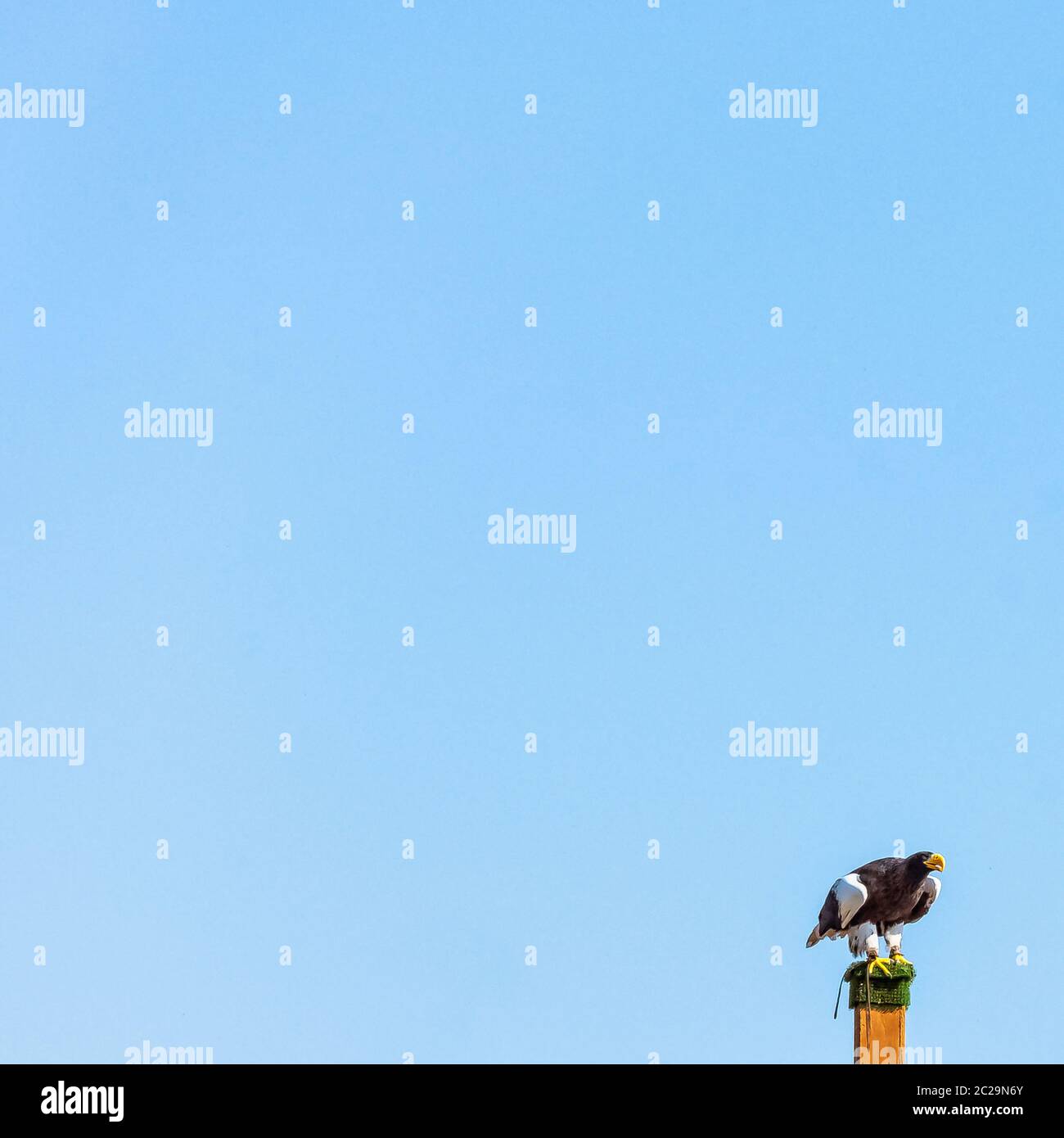 L'aigle de mer de Steller (Haliaeetus pelagicus) Banque D'Images