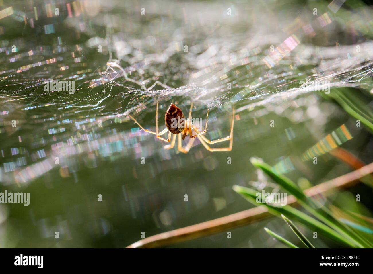 Détails d'une araignée, araignée sur une plante, araignée sur la toile Banque D'Images