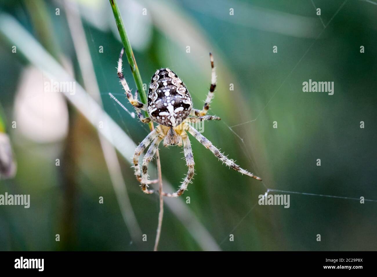 Détails d'une araignée, araignée sur une plante, araignée sur la toile Banque D'Images