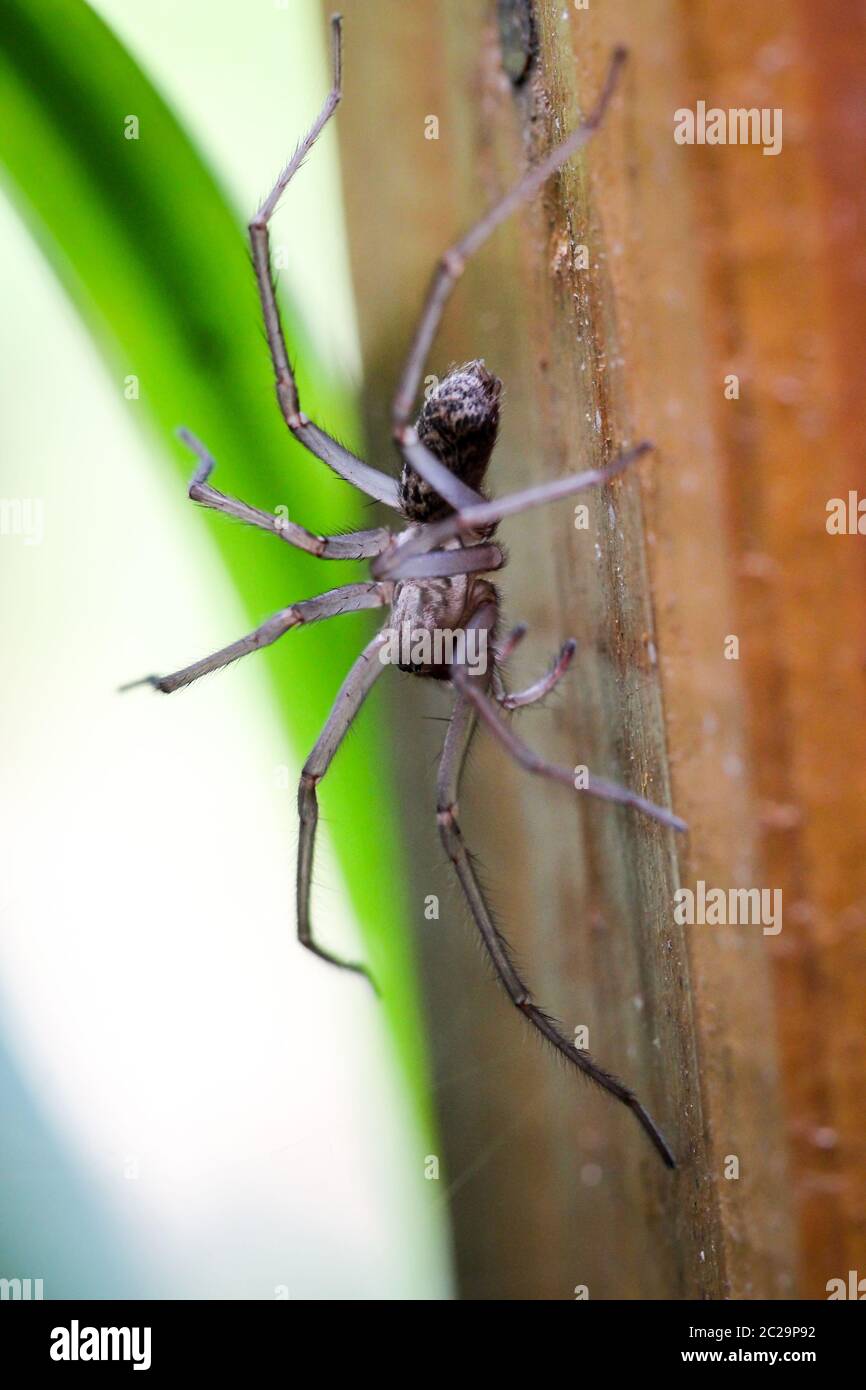 Détails d'une araignée, araignée sur une plante, araignée sur la toile Banque D'Images