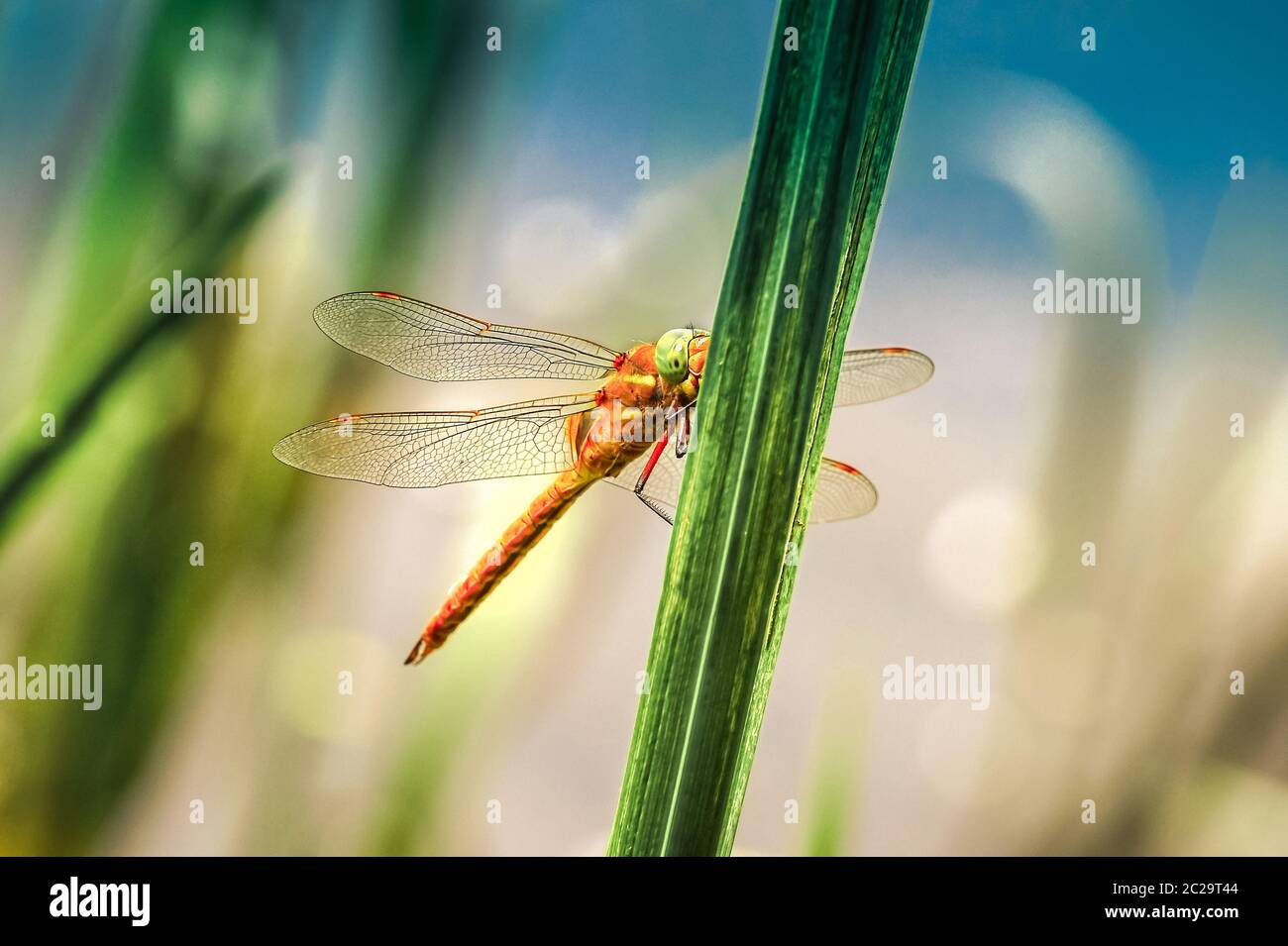 Libellule Sympetrum close-up assis sur l'herbe Banque D'Images