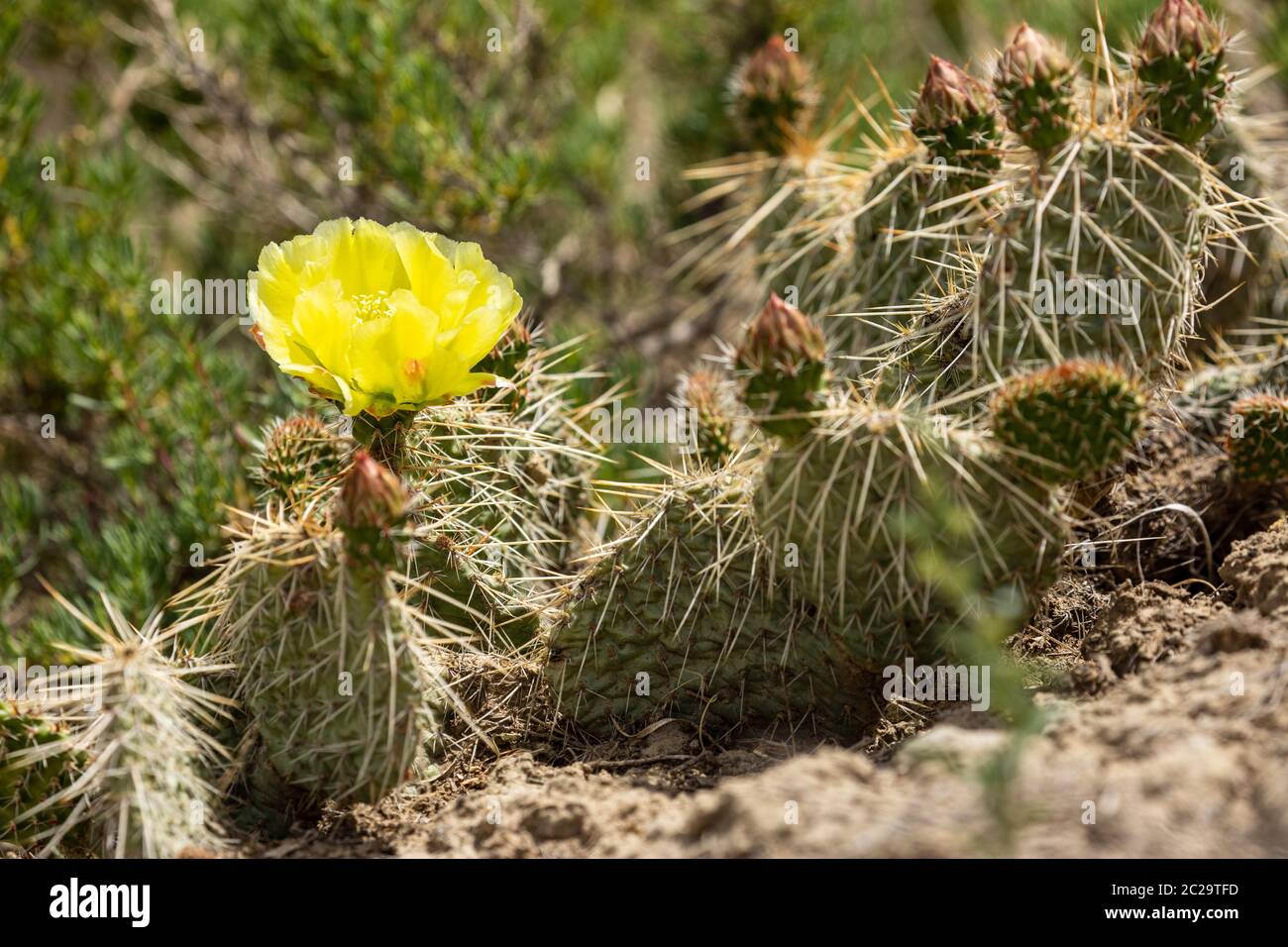 Cactus des Badlands de Dinosaur provincial Park Canada Banque D'Images