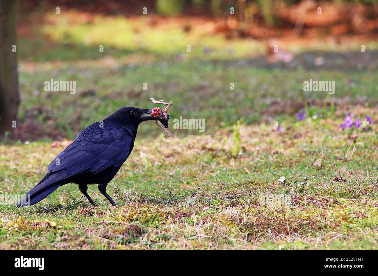 Raven Crow comme Aasverist ou comme tueur songbird Banque D'Images