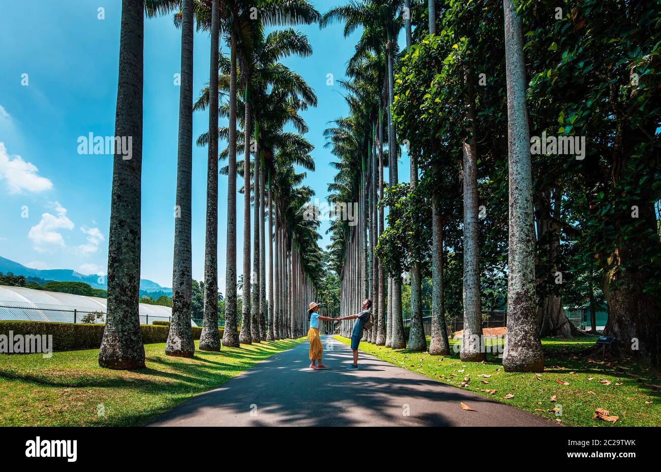 Couple s'amusant à Palm Alley au Royal Botanical Gardens à Kandy Sri Lanka. Paysage tropical asiatique paysage Voyage Banque D'Images