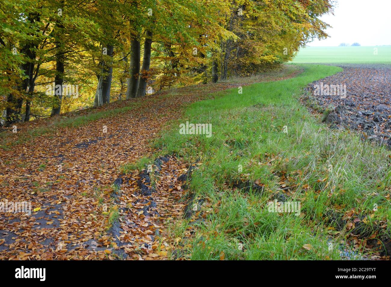 Lisière de la forêt de hêtres Banque de photographies et d’images à ...