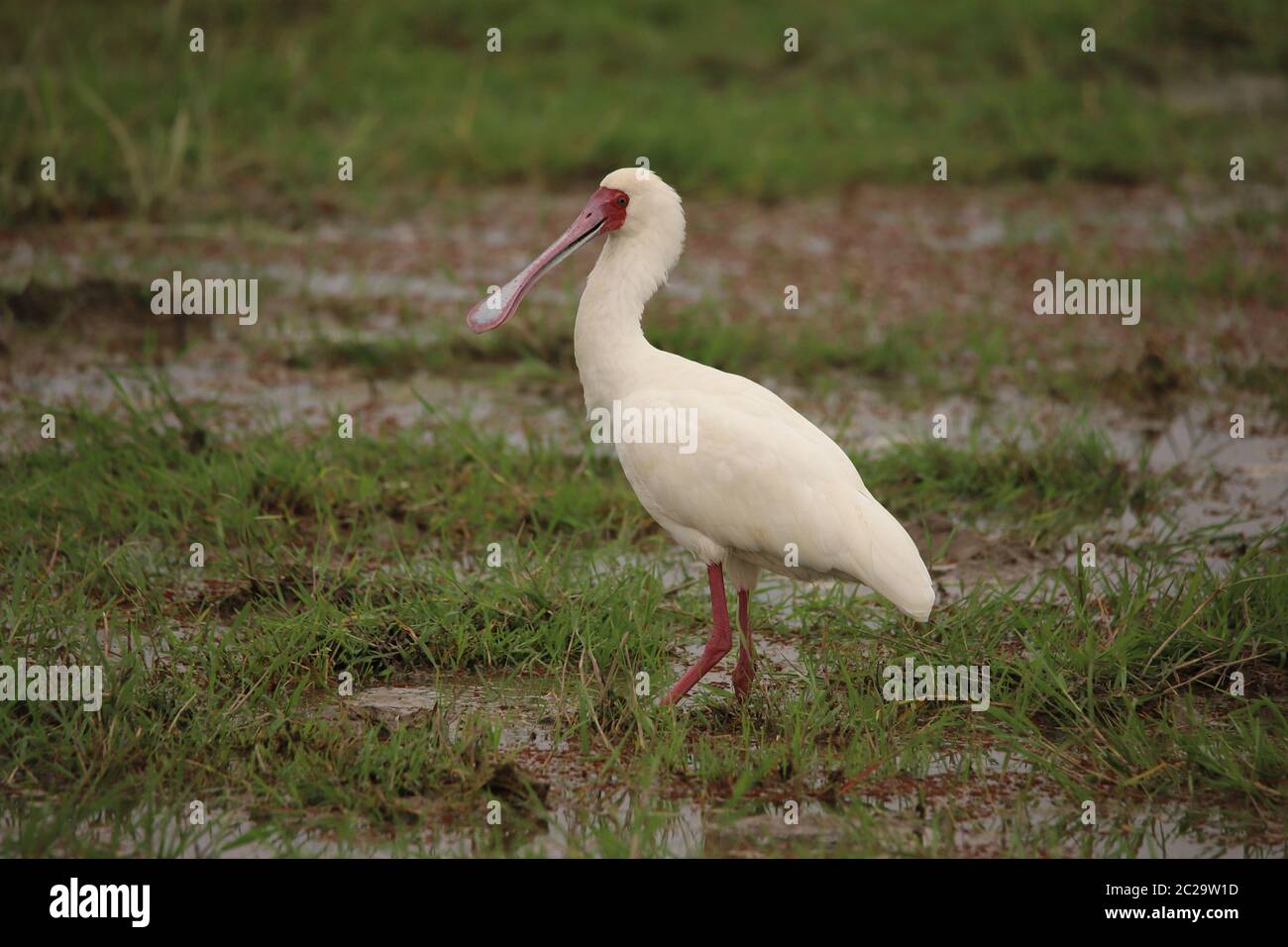 Le spoonbill africain dans les zones humides Banque D'Images