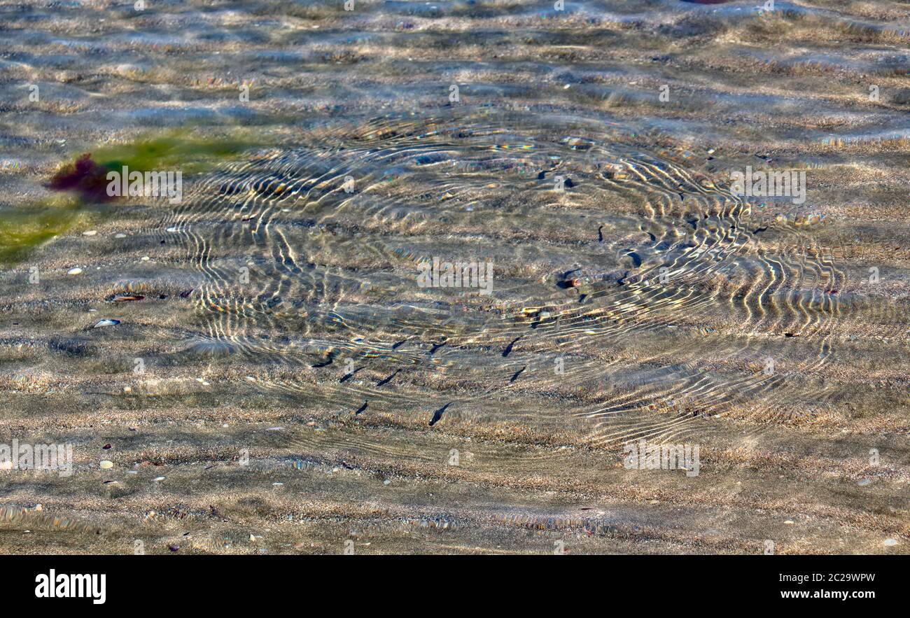 Cercles de petits poissons dans les eaux cristallines de la mer sur la rive. Banque D'Images