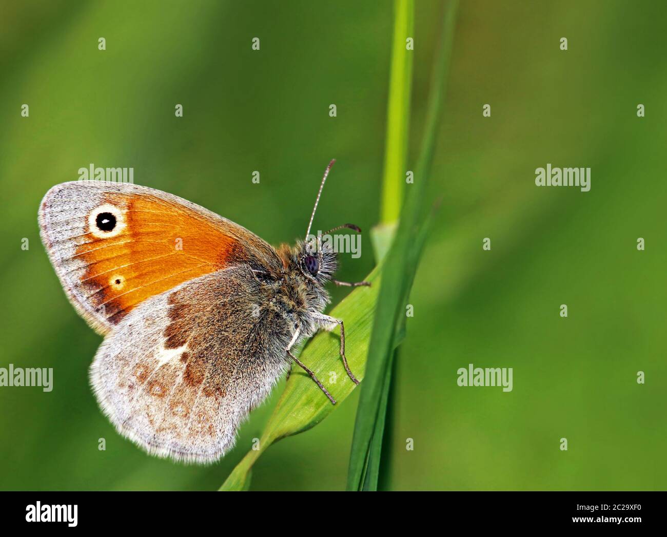Macro Coenonympha pamphilus, petit oiseau de prairie Banque D'Images