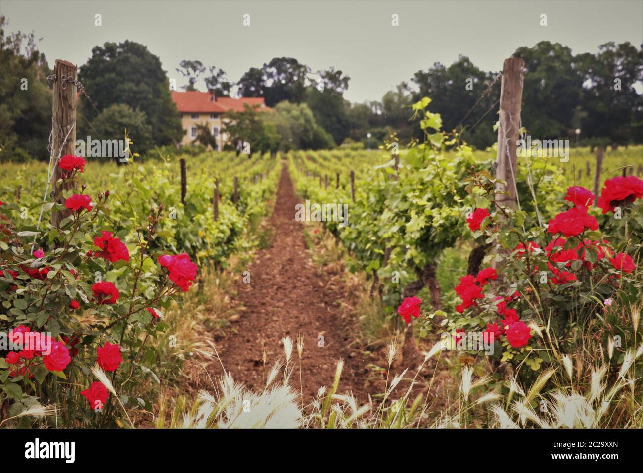 Roses au milieu des vignes le long de la route des vins allemande. Weinstrasse, Allemagne Banque D'Images