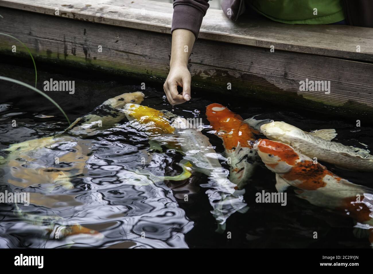Poissons japonais coloré, détail de l'oriental, du poisson et des animaux relaxation Banque D'Images