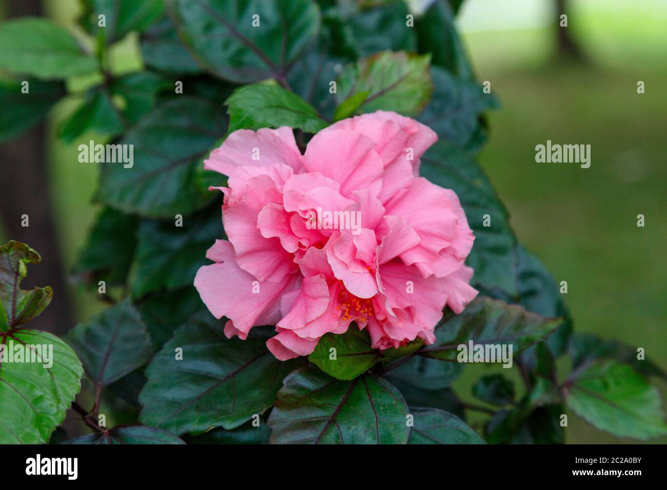 Fleur exotique unique d'une rose chinoise rose sur fond de feuilles vertes  Photo Stock - Alamy