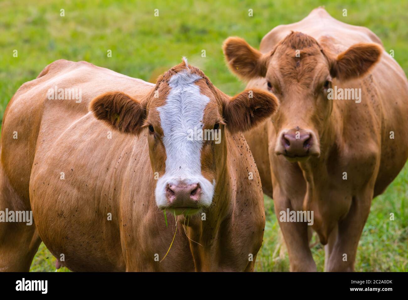 les jeunes vaches se broutent sur la prairie Banque D'Images