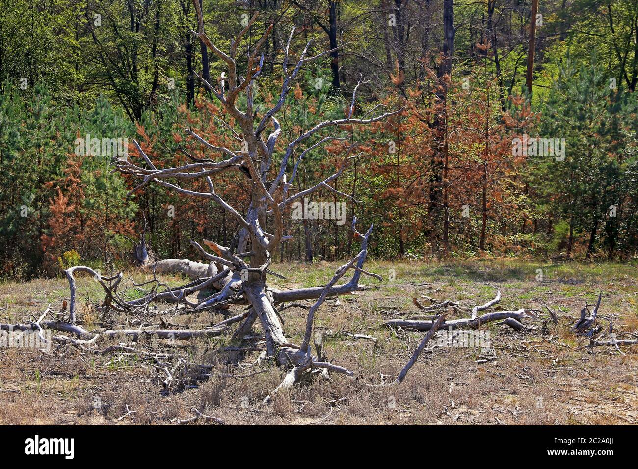 Squelette de l'arbre sur la dune intérieure Saugfergbuckel près de Walldorf Banque D'Images