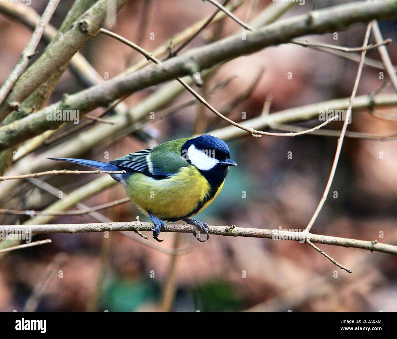 Teleaufnahme Kohlmeise Parus Major dans les branches Banque D'Images