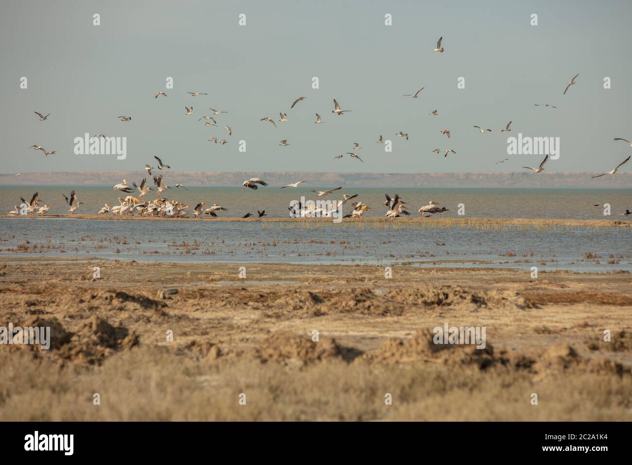 Une colonie de pélicans.canards et goélands profitant du soleil de l'après-midi sur une île de sable dans la mer d'Aral Banque D'Images